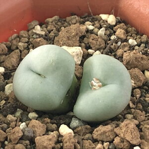 A asRmtBc Qɋ A 6cm|bg Z