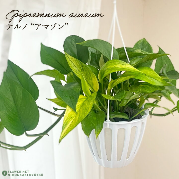 楽天市場 ポトス テルノ アマゾン 5号鉢 観葉植物 インテリア おしゃれ フラワーネット 日本花キ流通