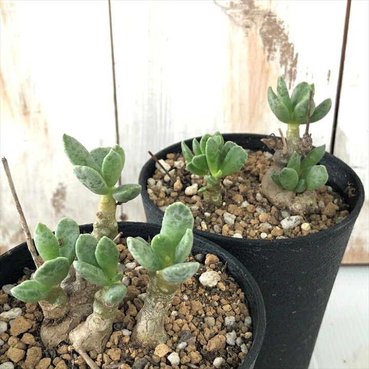 楽天市場 多肉植物 Caアドロミスクス シュルドチアヌス 多肉植物 アドロミスクス 9cmポット フラワーネット 日本花キ流通 楽天市場 多肉植物 Caアドロミスクス シュルドチアヌス 多肉植物 アドロミスクス 9cmポット フラワーネット 日本花キ流通