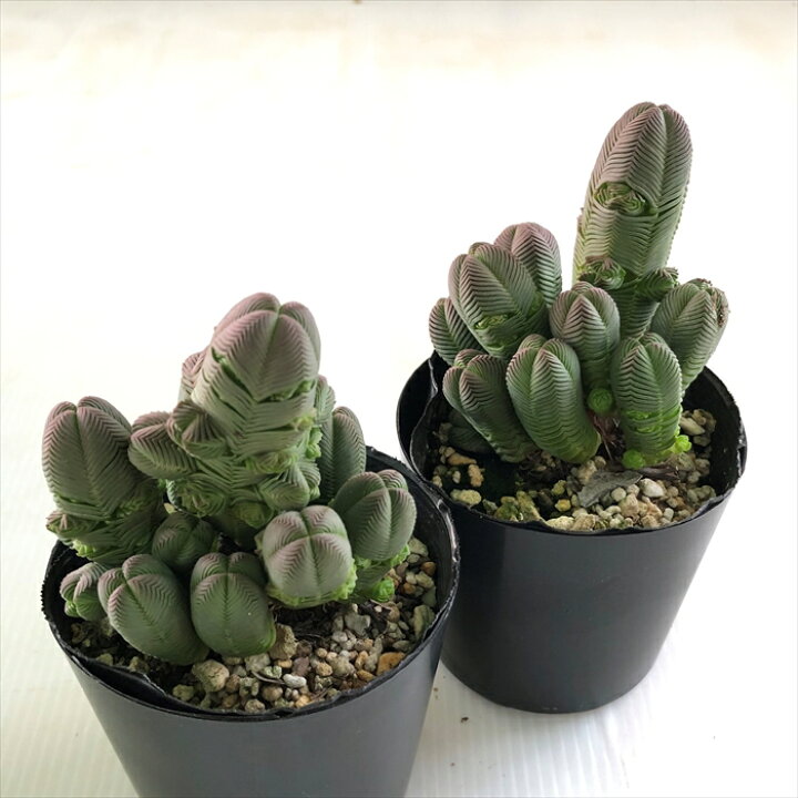 楽天市場】多肉植物 seクラッスラ ダルマ緑塔 多肉植物 クラッスラ 7.5 