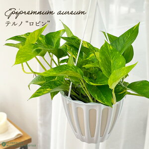 ϗtA |gX em No.003 r 5 ݂蔫 ݂艺 nMO ϗtA  蕨 v[g CeA 