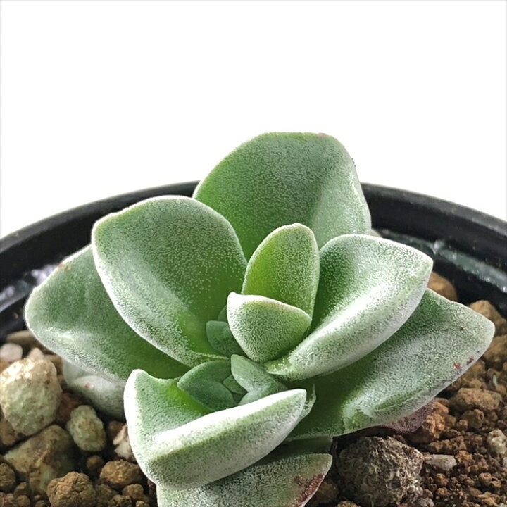 楽天市場 多肉植物 Hmクラッスラ シルバースプリングタイム 多肉植物 クラッスラ 6cmポット フラワーネット 日本花キ流通