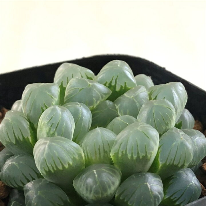 楽天市場 多肉植物 Kubハオルチア オブツーサ クーペリー トゥルンカータ 多肉植物 ハオルチア 7 5cmポット フラワーネット 日本花キ流通