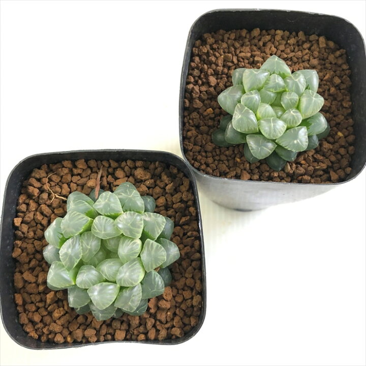 楽天市場 多肉植物 Kubハオルチア オブツーサ クーペリー トゥルンカータ 多肉植物 ハオルチア 7 5cmポット フラワーネット 日本花キ流通