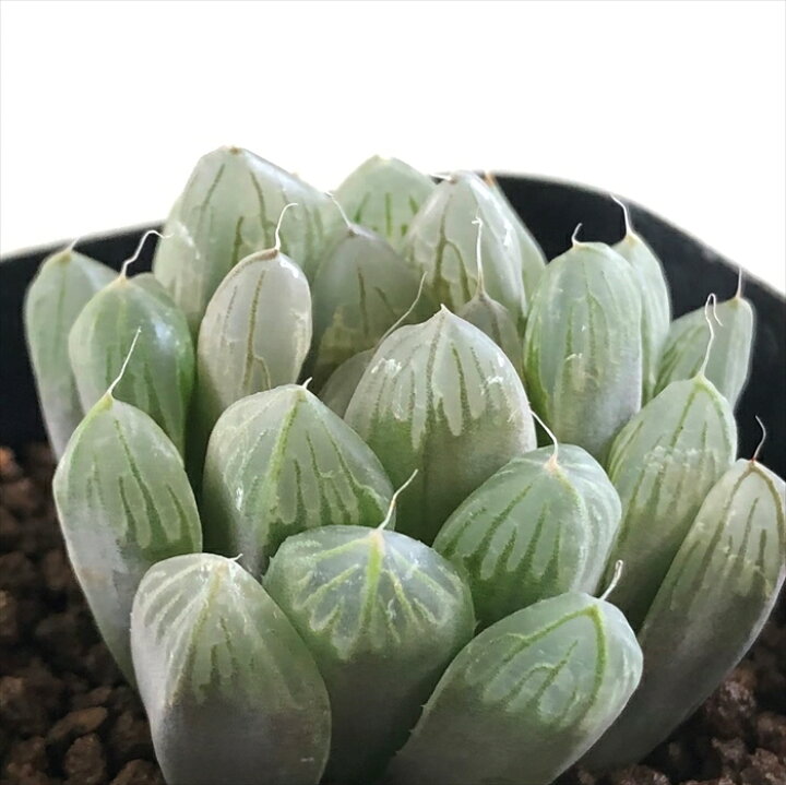 楽天市場 多肉植物 Kubハオルチア 美窓オブツーサ キャッツアイ 多肉植物 ハオルチア 7 5cmポット フラワーネット 日本花キ流通