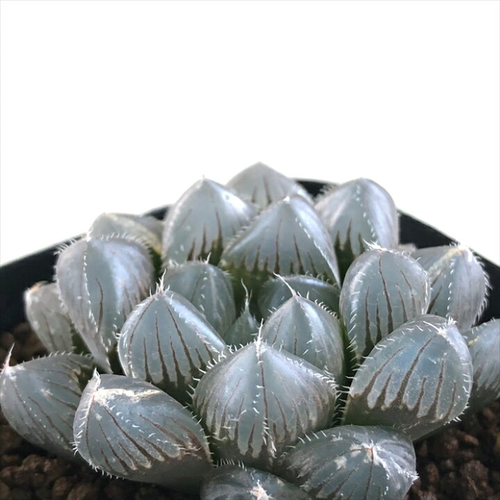 楽天市場 多肉植物 Kubハオルチア レッドレンズオブツーサ 多肉植物 ハオルチア 7 5cmポット フラワーネット 日本花キ流通