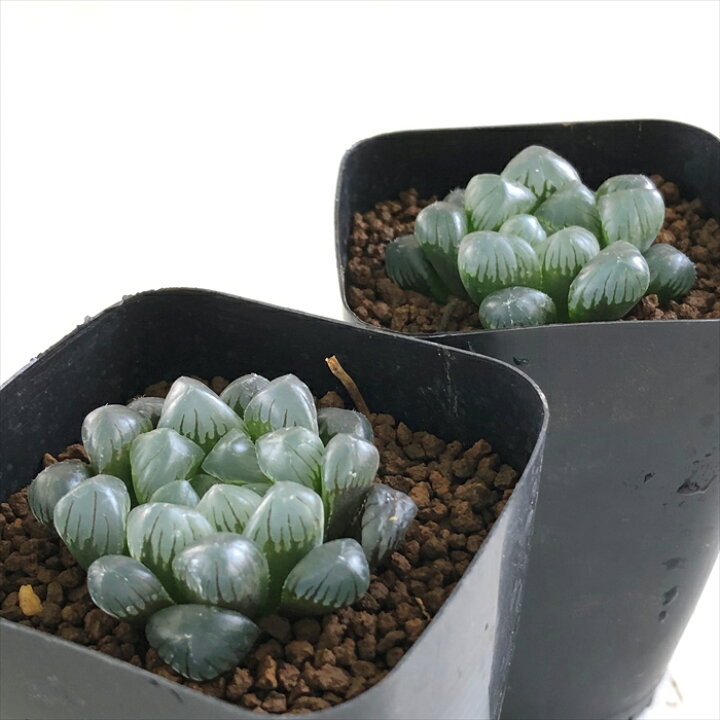 激安卸販売新品 多肉植物 Kubハオルチア オブツーサ クーペリー トゥルンカータ ハオルチア 7 5cmポット Rmladv Com Br