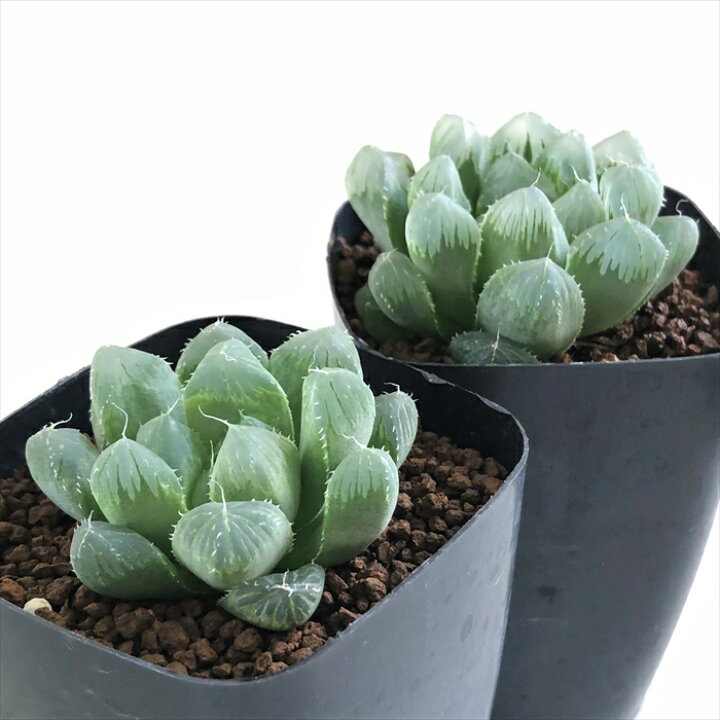 263円 最大68%オフ! 多肉植物 kubハオルチア オブツーサ クーペリー トゥルンカータ ハオルチア 7.5 263円 最大68%オフ! 多肉植物 kubハオルチア オブツーサ クーペリー トゥルンカータ ハオルチア 7.5