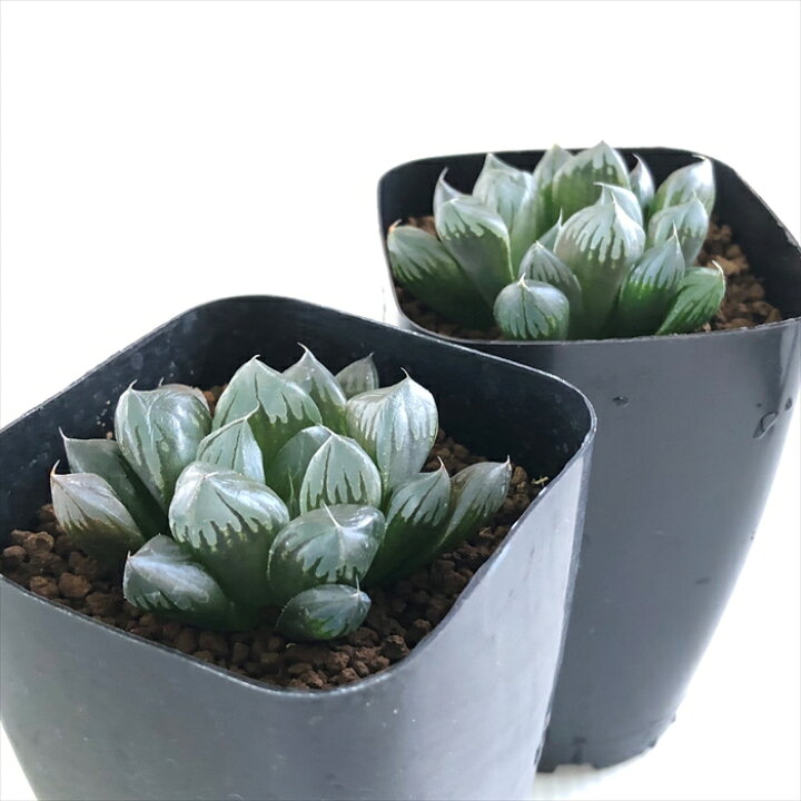 楽天市場 多肉植物 Kubハオルチア パープル水晶オブツーサ 多肉植物 ハオルチア 7 5cmポット フラワーネット 日本花キ流通