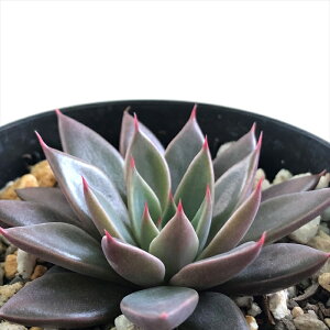 A skGPxA Xr[ibhG{j[×Vj A GPxA 7.5cm|bg