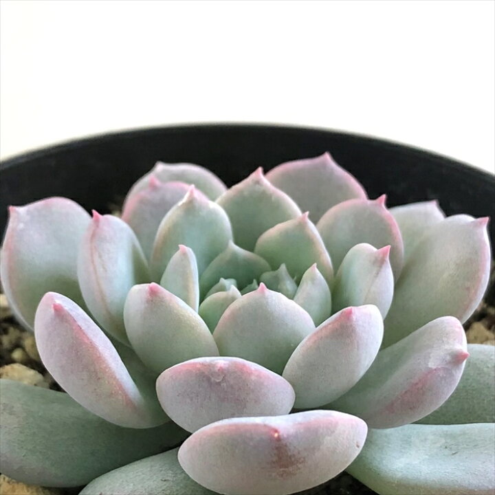 楽天市場 多肉植物 Skエケベリア アメイジンググレイス 多肉植物 エケベリア 7 5cmポット フラワーネット 日本花キ流通