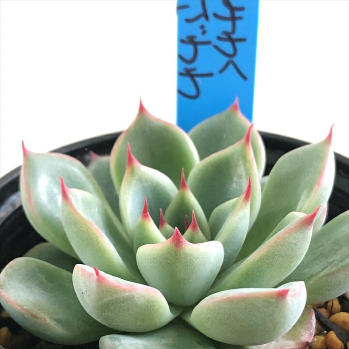 楽天市場 多肉植物 Oriエケベリア 花みわく ざわわ 多肉植物 おらいさん苗エケベリア 6cmポット フラワーネット 日本花キ流通
