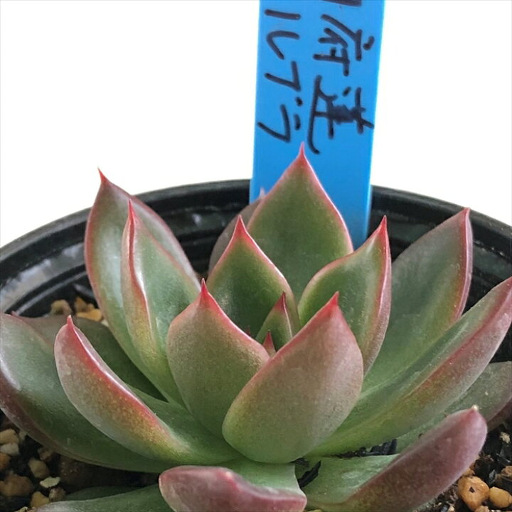 楽天市場 多肉植物 Oriエケベリア 相府蓮 ルブラ 多肉植物 おらいさん苗エケベリア 6cmポット フラワーネット 日本花キ流通