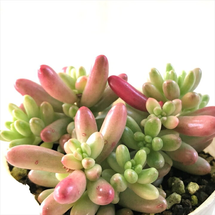 楽天市場 多肉植物 Sbセダム オーロラ 多肉植物 セダム 7 5cmポット フラワーネット 日本花キ流通