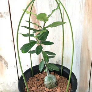 観葉植物 火星人の人気商品 通販 価格比較 価格 Com