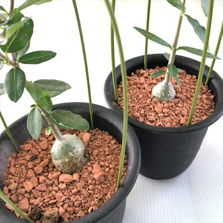 楽天市場 多肉植物 Sdフォッケア エデュリス 火星人 多肉植物 フォッケア コーデックス 10 5cmポット フラワーネット 日本花キ流通 楽天市場 多肉植物 Sdフォッケア エデュリス 火星人 多肉植物 フォッケア コーデックス 10 5cmポット フラワーネット 日本花キ流通