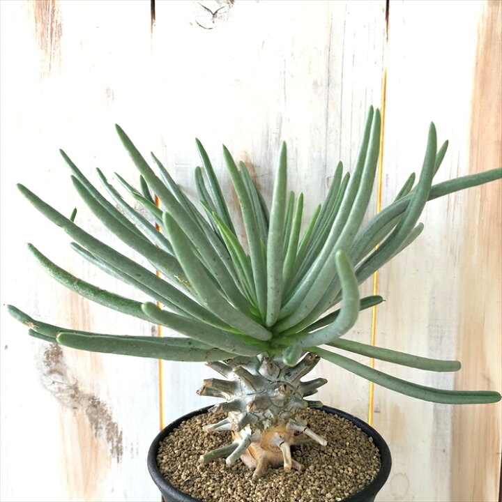 楽天市場】多肉植物 caチレコドン ワリチー 奇峰錦 10.5cmポット 送料  