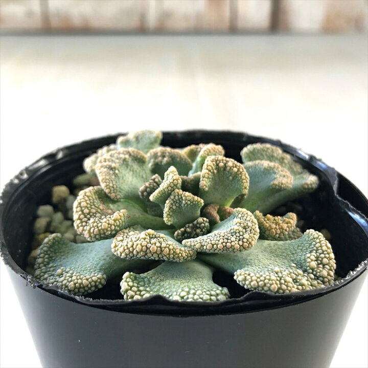 楽天市場 多肉植物 Seチタノプシス カルカレア 天女 多肉植物 メセン 7 5cmポット フラワーネット 日本花キ流通