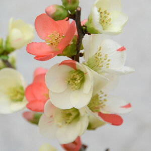 \̔ ؉Z  9cm|bg Jԗ\芔 {P ԕc  Ԗ mke 11{ȍ~