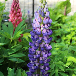 �\��̔� ���s�i�X �c �p�[�v�� 10.5cm�|�b�g ���N�� �K�[�f�j���O �ԕc �h�����c oom 3�����{�ȍ~����