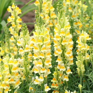 �\��̔� �h�����i���A �c �u���K���X 10.5cm�|�b�g ���N�� �K�[�f�j���O �ԕc �h�����c oom 3�����{�ȍ~����