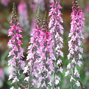 �\��̔� �h�����i���A �c �s���N�L�b�X 10.5cm�|�b�g ���N�� �K�[�f�j���O �ԕc �h�����c oom 3�����{�ȍ~����