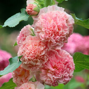 �\��̔� �A���Z�A �c �_�u�� �T�[�����s���N 10.5cm�|�b�g ���N�� �K�[�f�j���O �ԕc �h�����c oom 3�����{�ȍ~����