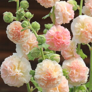 �\��̔� �A���Z�A �c �_�u�� �V�����C�Y 10.5cm�|�b�g ���N�� �K�[�f�j���O �ԕc �h�����c oom 3�����{�ȍ~����