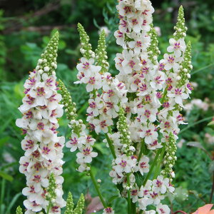 �\��̔� �o�[�o�X�J�� �c �E�G�f�B���O�L�����h���Y 10.5cm�|�b�g ���N�� �K�[�f�j���O �ԕc �h�����c oom 3�����{�ȍ~����