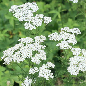 �\��̔� �A�L���A �c �z���C�g 10.5cm�|�b�g ���m�m�R�M���\�E ���N�� �K�[�f�j���O �ԕc �h�����c oom 3�����{�ȍ~����