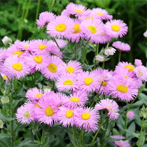 �\��̔� �G���Q���� �c ���T�W���G�� 10.5cm�|�b�g ���N�� �K�[�f�j���O �ԕc �h�����c oom 3�����{�ȍ~����