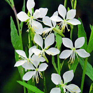 �\��̔� �K�E�� �c �N�[���u���[�Y 10.5cm�|�b�g ���N�� �K�[�f�j���O �ԕc �h�����c oom 3�����{�ȍ~����