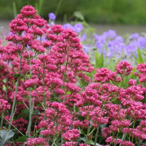 �\��̔� �Z���g�����T�X �c �R�b�L�l�E�X 10.5cm�|�b�g ���N�� �K�[�f�j���O �ԕc �h�����c oom 3�����{�ȍ~����