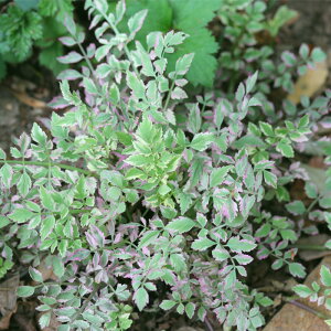 �\��̔� �Z�� �c �t���~���S 10.5cm�|�b�g ���N�� �K�[�f�j���O �ԕc �h�����c oom 3�����{�ȍ~����