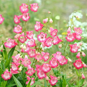 �\��̔� �y���X�e���� �c �t���~���S 10.5cm�|�b�g ���N�� �K�[�f�j���O �ԕc �h�����c oom 3�����{�ȍ~����