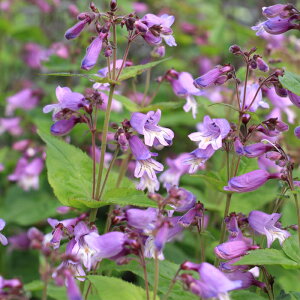 \̔ yXe c X[[ 10.5cm|bg N K[fjO ԕc hc oom 11{ȍ~