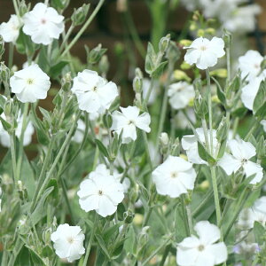 �\��̔� ���N�j�X �c �R���i���A �A���o 10.5cm�|�b�g �t�����l���\�E ���N�� �K�[�f�j���O �ԕc �h�����c oom 3�����{�ȍ~����