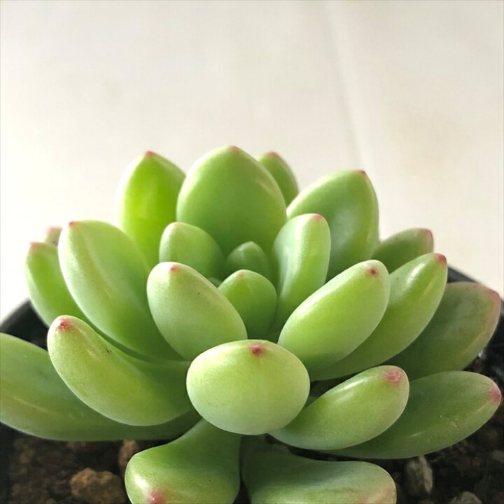 楽天市場】多肉植物 hmセデベリア シャングリラ 多肉植物 エケベリア 