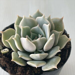 A hmGPxA  A GPxA 6cm|bg