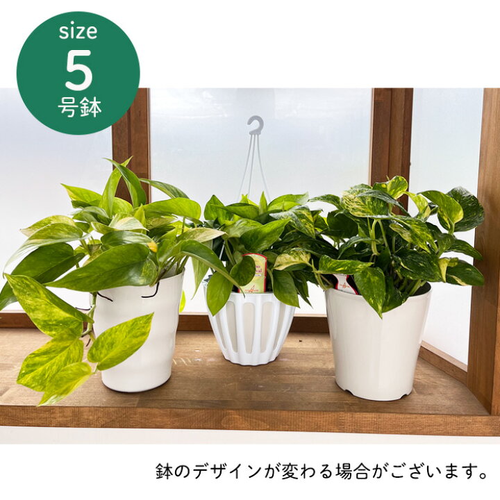 楽天市場】観葉植物 ポトス テルノ No.023 シャララ 5号鉢 送料無料 