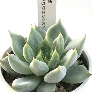 A yukGPxA I×`GVXYecora A D؉̕c  GPxA 6cm|bg