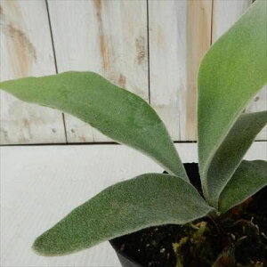 ϗtA RE rJNV_ r[`[ 9cm|bg veBZE ϗtA ^   蕨 v[g CeA 