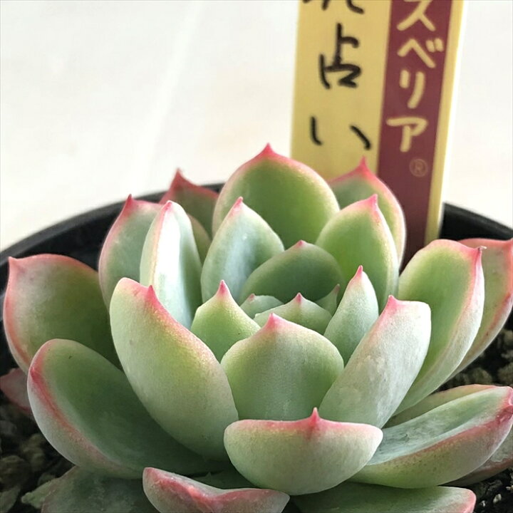 楽天市場 多肉植物 Oriミックスベリア No 014 花占い 多肉植物 おらいさん苗エケベリア 6cmポット フラワーネット 日本花キ流通