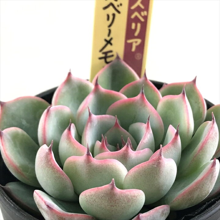 楽天市場】多肉植物 oriミックスベリア No.027 ラズベリーメモリーズ  
