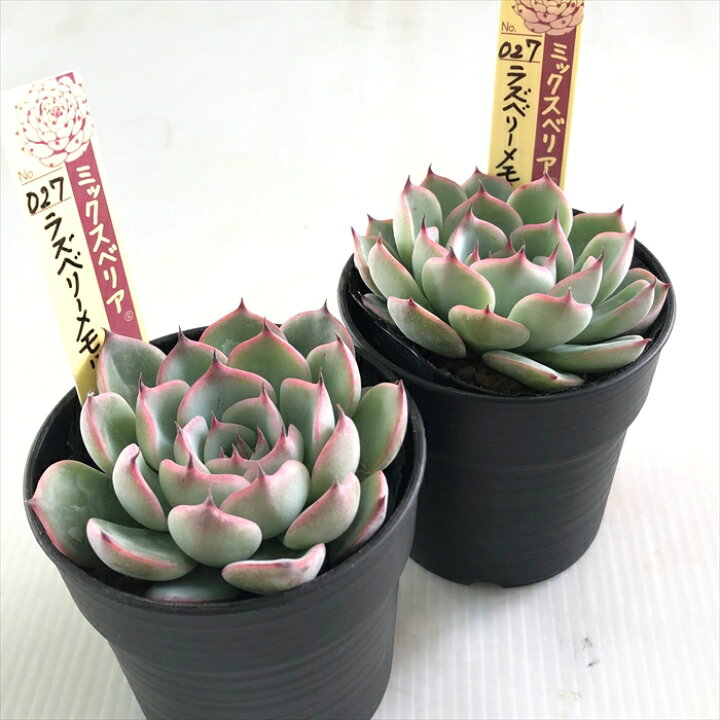 楽天市場】多肉植物 oriミックスベリア No.027 ラズベリーメモリーズ 