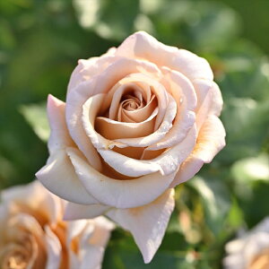 \̔ o c o Vc fo[ fK[ io^o蒆 lG炫 KN ΂   uE x[W has 4{ȍ~