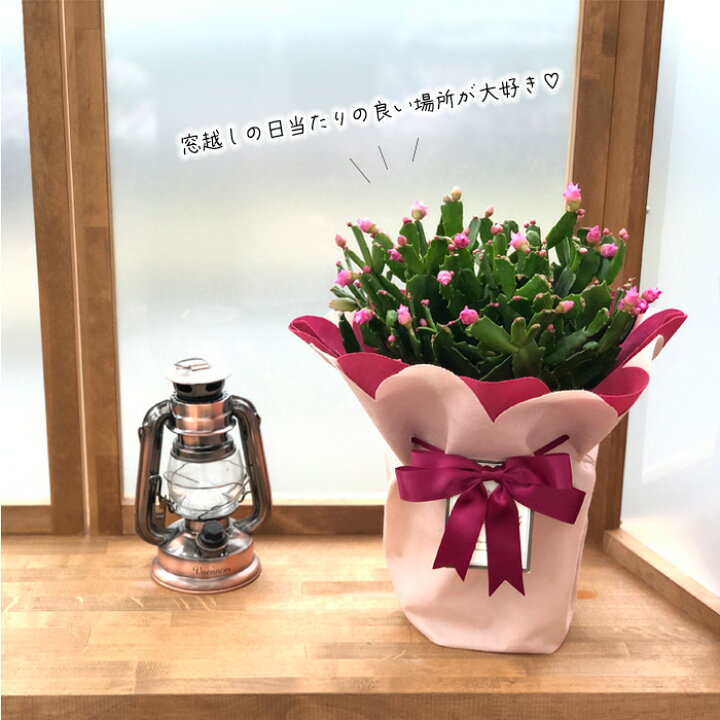 楽天市場 バラ咲き デンマークカクタス チェリーローズ 5号鉢 送料無料 シャコバサボテン ギフト プレゼント 登録品種 フラワーネット 日本花キ流通