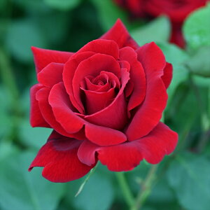 \̔ o c o Vc fo[ WFhIu[W o^i lG炫 KN ΂   has 4{ȍ~