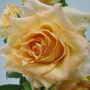 \̔ o c o Vc ͖{o EG o^i lG炫 KN ΂  F has 4{ȍ~