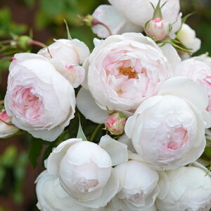 \̔ o c o Vc ͖{o AGb^ io^o蒆 lG炫 KN ΂   sN has 4{ȍ~